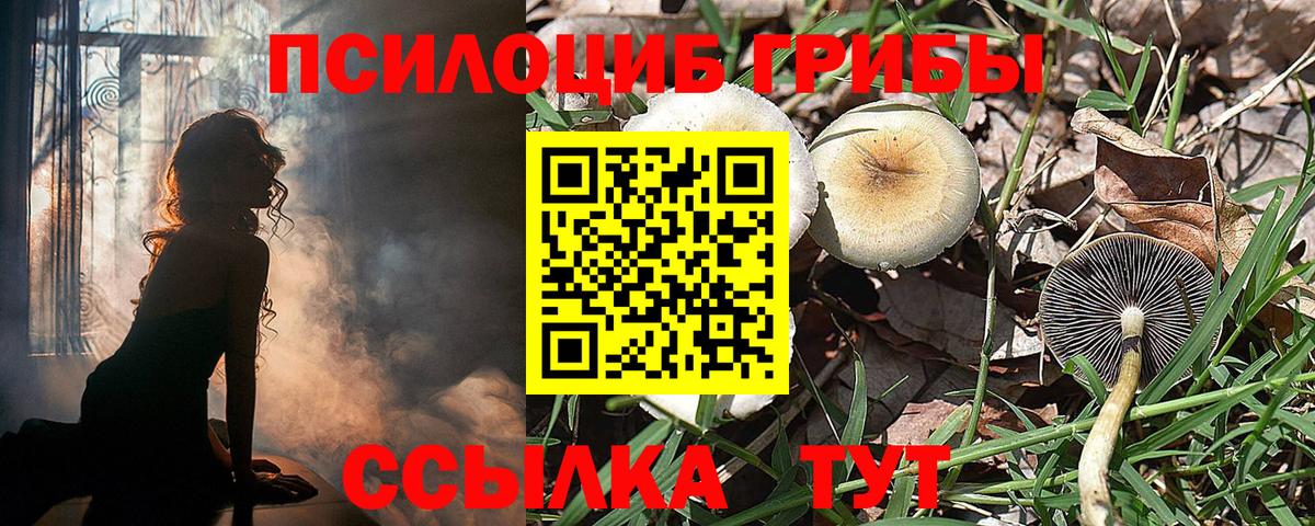 Галлюциногенные грибы Psilocybe Губкин